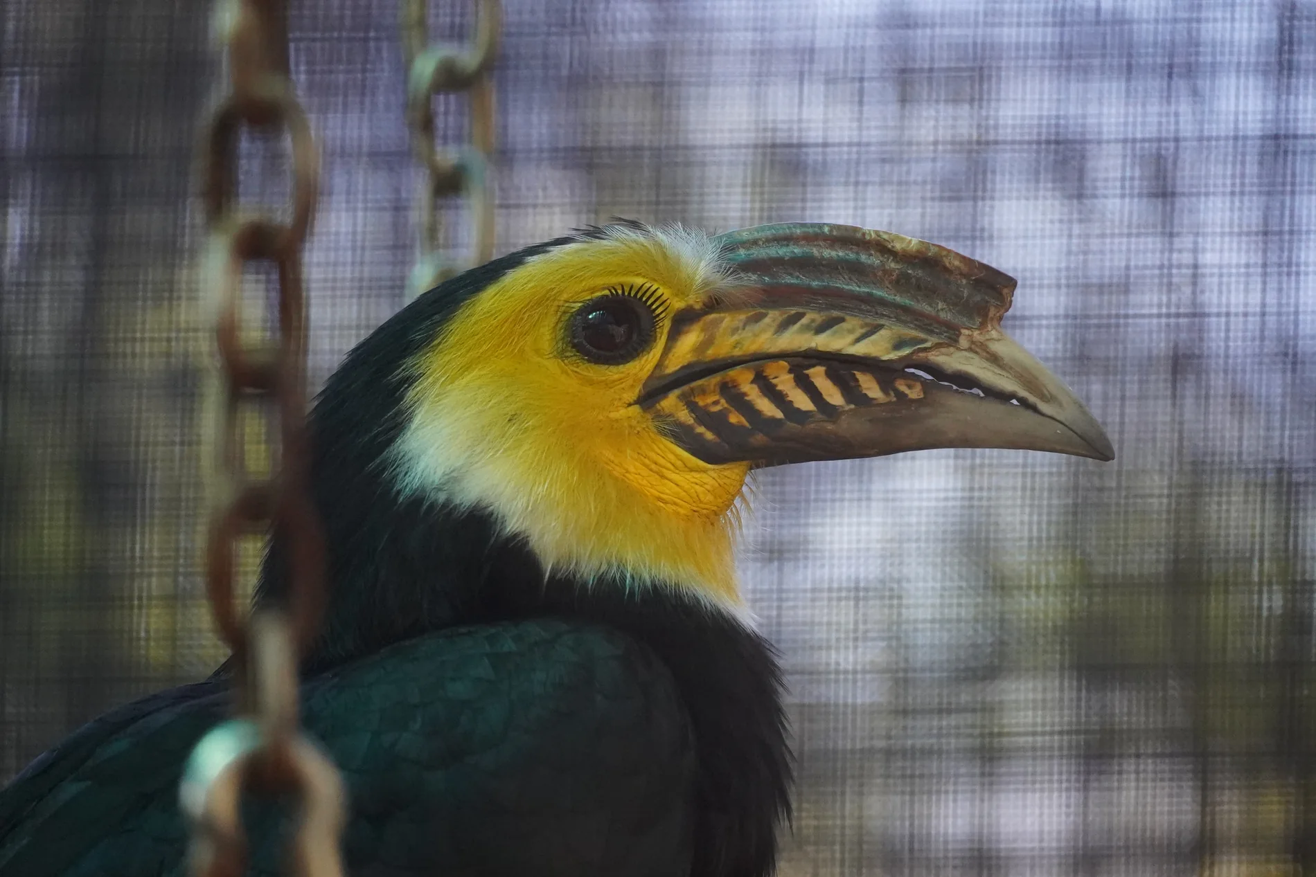 Hornbill portrait against a soft background