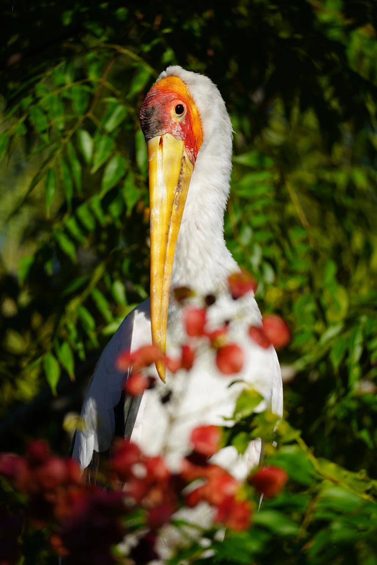 White and red ibis standing in tropical light