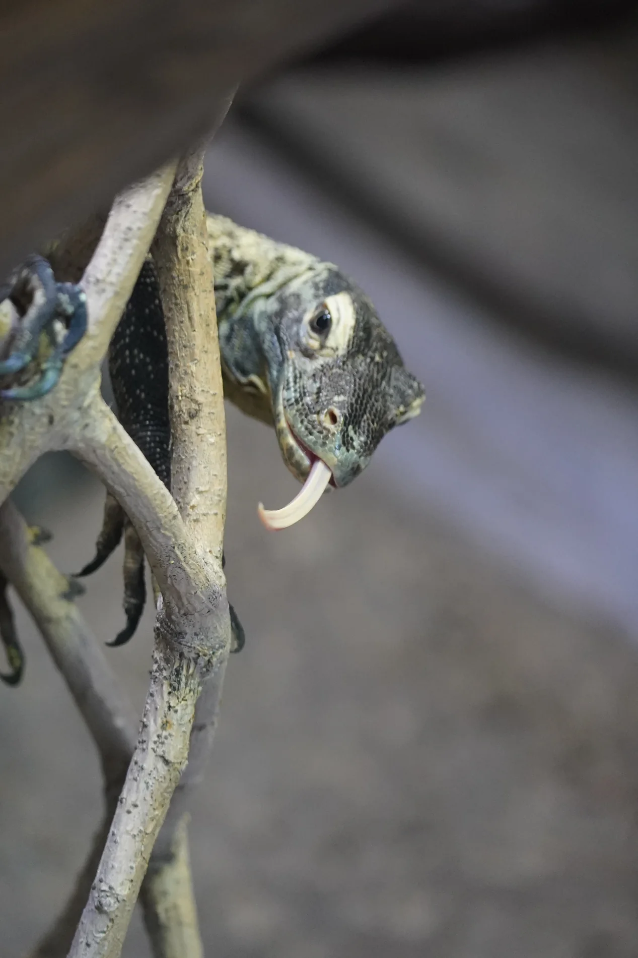 Small lizard clinging to a branch