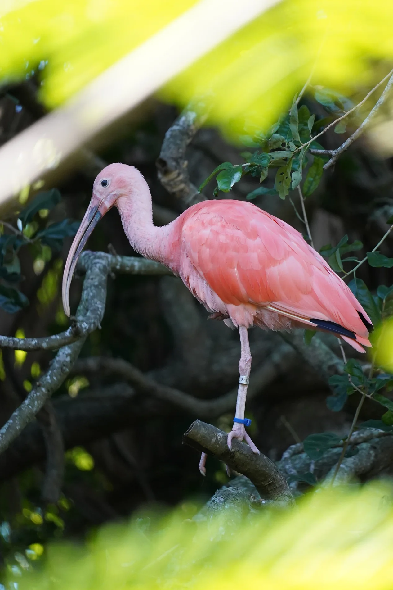 Roseate spoonbill perched among green leaves