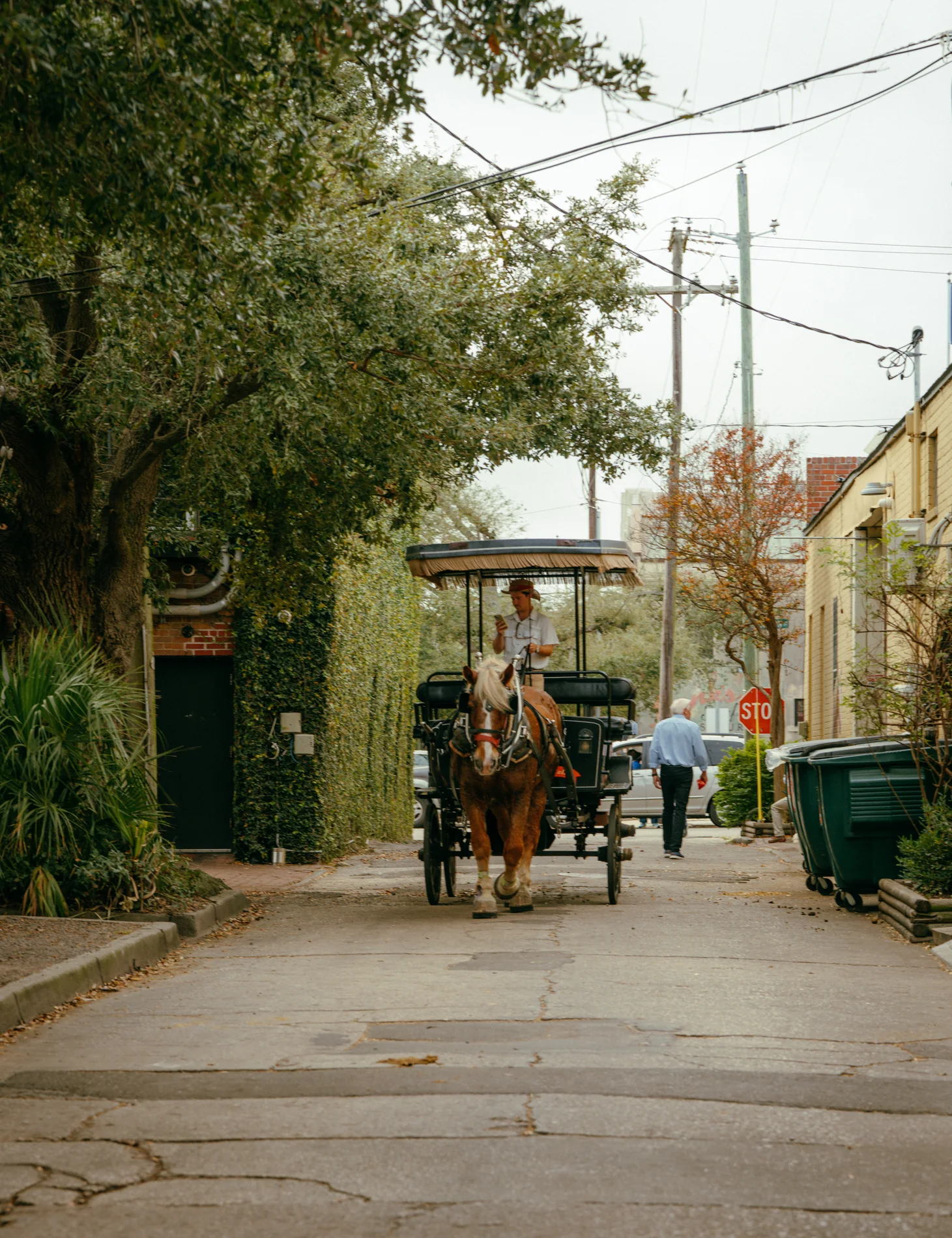 Quiet street scene framed by trees and buildings
