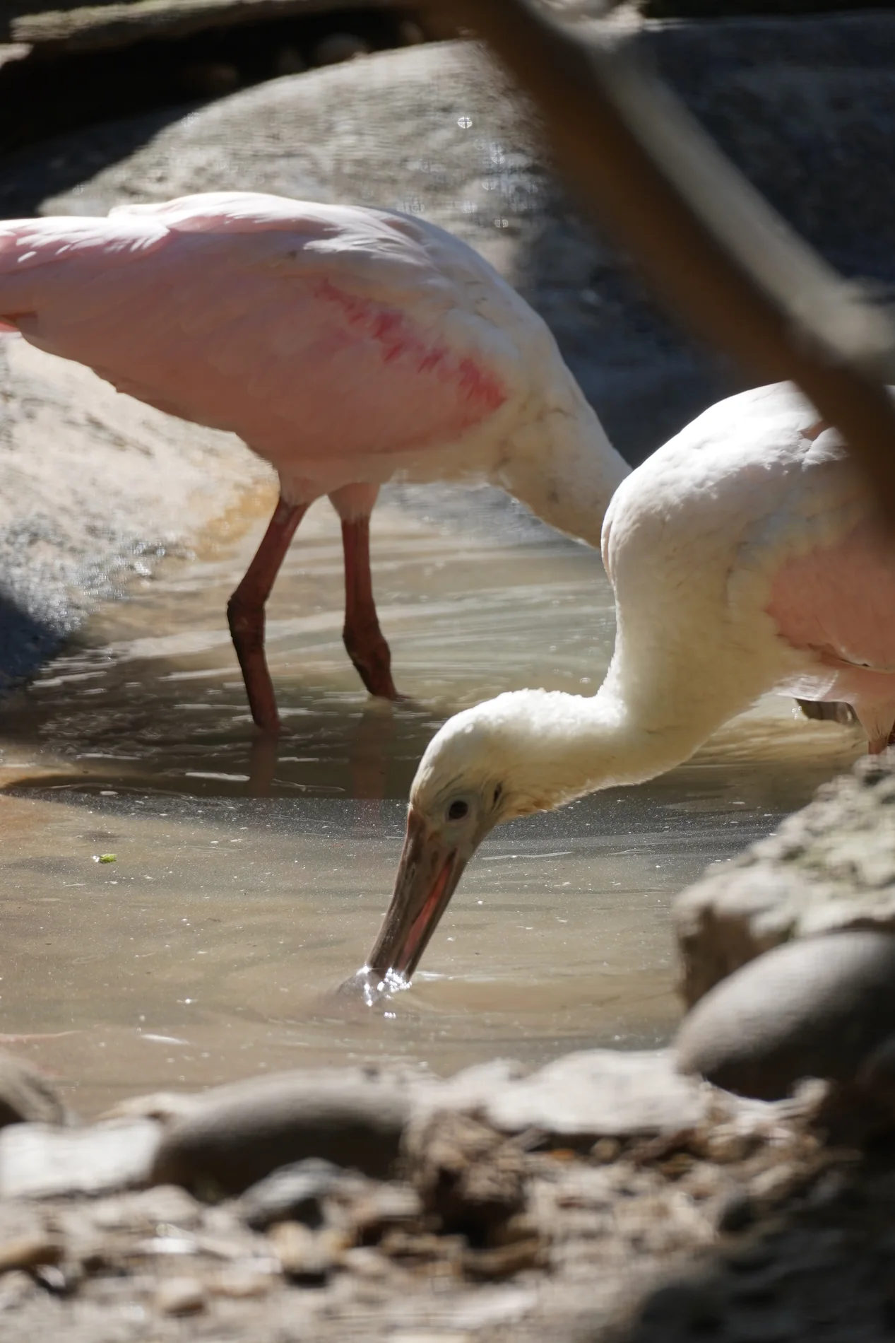 Two wading birds feeding together